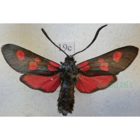 Zygaena lonicerae (Scheven, 1777) Deutschland19c